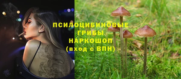 прущие грибы Абаза