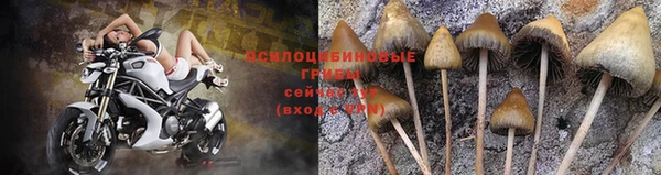 прущие грибы Абаза