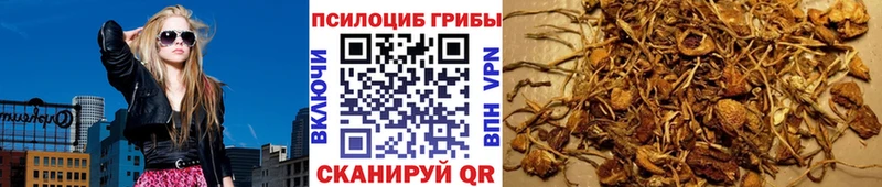 Псилоцибиновые грибы Cubensis  купить   Серафимович 